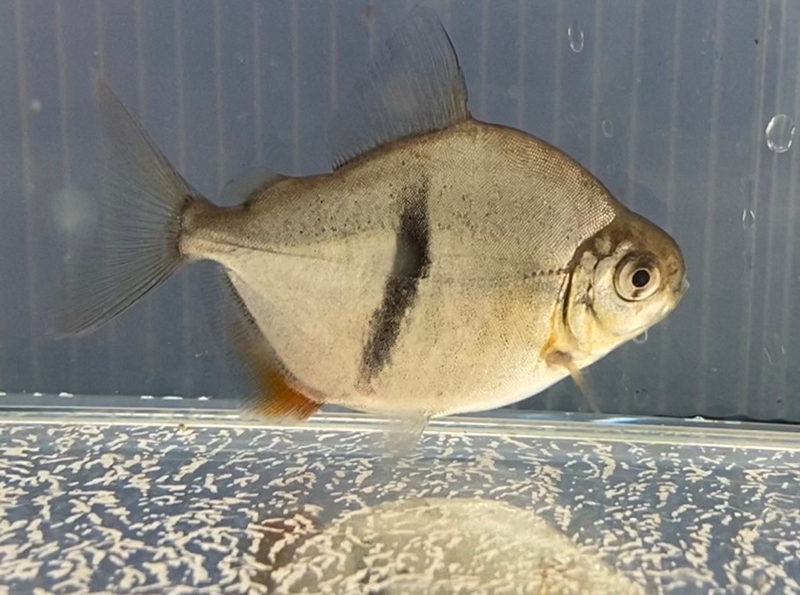 ﾌﾞﾗｯｸﾊﾞﾝﾃﾞｯﾄﾒﾁﾆｽ 細ﾊﾞﾝﾄﾞ